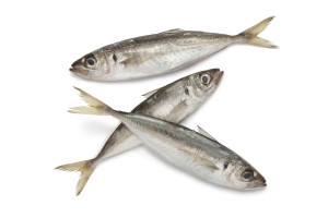 Atlantic horse mackerels on white background