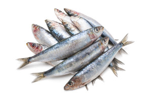 Fresh raw sardines isolated on white background
