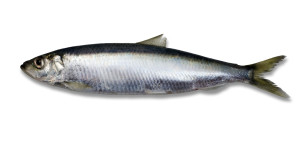 Herring fresh caught isolated on a white background