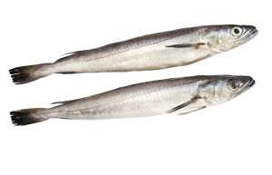 European hake fish isolated over white background