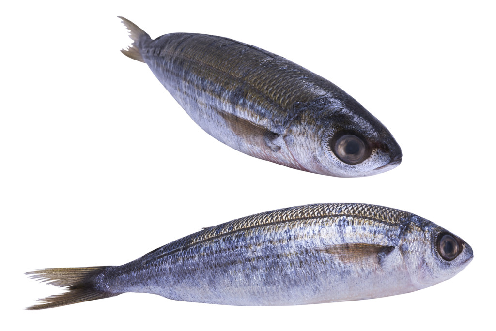 Frozen Fish Export To Africa Fish Export To Africa