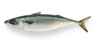 mackerel on a white background