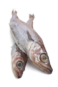 two raw Blue whiting fish on white background