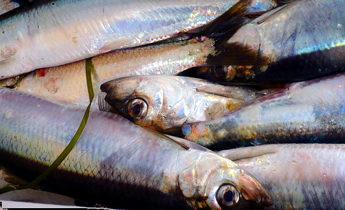 Atlantic Herring