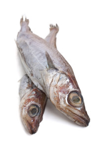 Blue Whiting