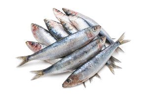 European Pilchard