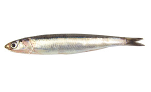 European Sprat