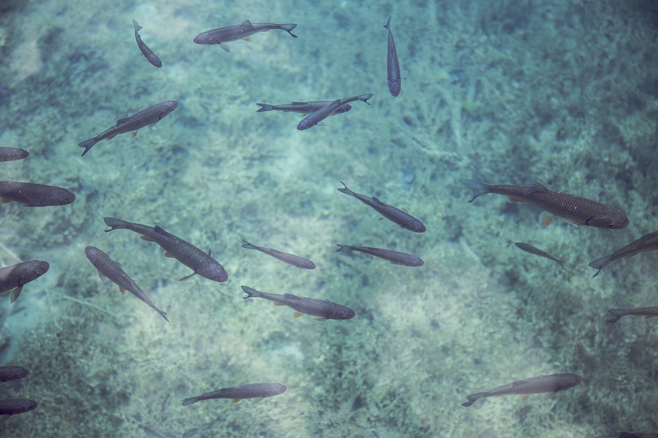 Fish swimming in clear water