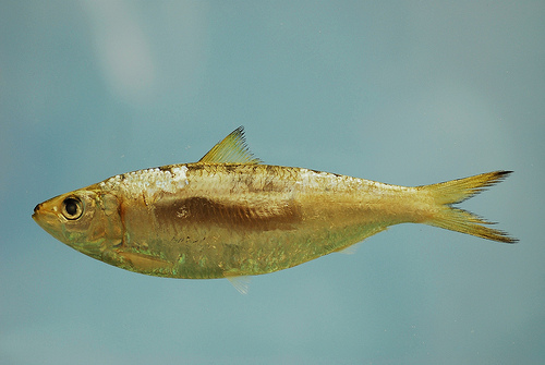 Round Sardinella