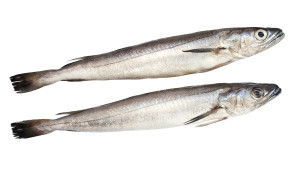 Silver Hake